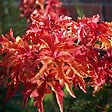 ARBORIX - Érable du Japon 'Shishigashira' - Acer palmatum 'Shishigashira'  - 25-30 cm pot - vignette