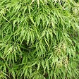 ARBORIX - Érable du Japon 'Dissectum' - Acer Palmatum 'Dissectum'  - 50-60 cm pot - vignette