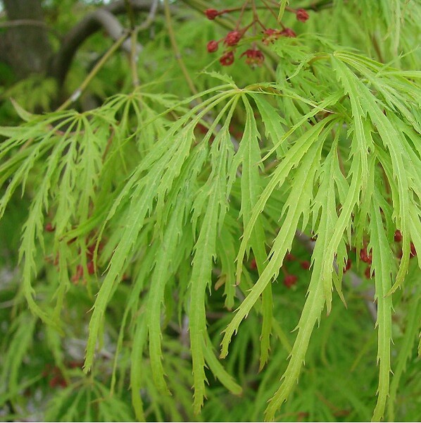 ARBORIX - Érable du Japon 'Dissectum' - Acer Palmatum 'Dissectum'  - 50-60 cm pot - large