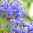 ARBORIX - 2 x Lilas de Californie 'Blue Diamond' - Ceanothus 'Blue Diamond'  - 30-40 cm pot - vignette