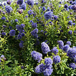 ARBORIX - 2 x Lilas de Californie 'Blue Diamond' - Ceanothus 'Blue Diamond'  - 30-40 cm pot - vignette