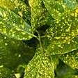 ARBORIX - 2 x Aucuba du Japon 'Crotonifolia' - Aucuba japonica 'Crotonifolia'  - 30-40 cm pot - vignette