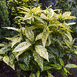 ARBORIX - 2 x Aucuba du Japon 'Crotonifolia' - Aucuba japonica 'Crotonifolia'  - 30-40 cm pot - vignette