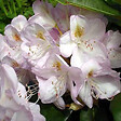 ARBORIX - Rhododendron 'Gomer Waterer' - Rhododendron 'Gomer Waterer'  - 60-80 cm pot - vignette