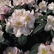 ARBORIX - Rhododendron 'Gomer Waterer' - Rhododendron 'Gomer Waterer'  - 60-80 cm pot - vignette