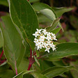 ARBORIX - 2 x Cornouiller Canadien 'Kelseyi' - Cornus Sericea 'Kelseyi'  - 30-40 cm pot - vignette
