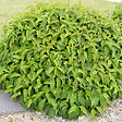ARBORIX - 2 x Cornouiller Canadien 'Kelseyi' - Cornus Sericea 'Kelseyi'  - 30-40 cm pot - vignette