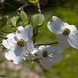 ARBORIX - Cornouiller à grandes fleurs - Cornus Florida  - 50-60 cm pot - vignette