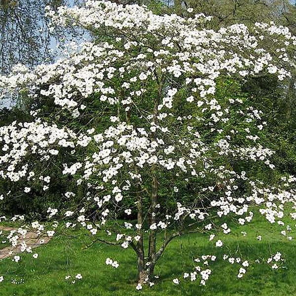 ARBORIX - Cornouiller à grandes fleurs - Cornus Florida  - 50-60 cm pot - large