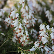 ARBORIX - 2 x Bruyère des neiges Blanc - Erica Carnea  - 12-15 cm pot - vignette
