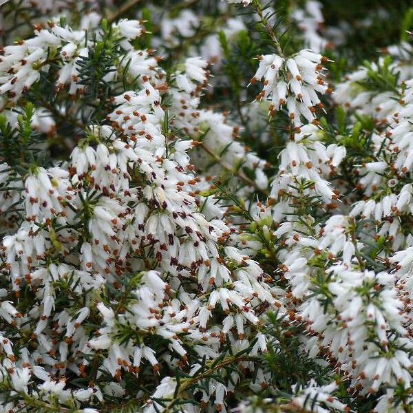 ARBORIX - 2 x Bruyère des neiges Blanc - Erica Carnea  - 12-15 cm pot - large