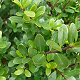 ARBORIX - Houx crénelé 'Dark Green - Ilex Crenata 'Dark Green'  - 40-60 cm pot - vignette