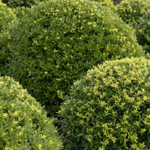 ARBORIX - Houx crénelé 'Dark Green - Ilex Crenata 'Dark Green'  - 40-60 cm pot - large