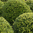 ARBORIX - Houx crénelé 'Dark Green - Ilex Crenata 'Dark Green'  - 40-60 cm pot - vignette