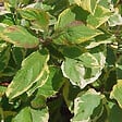 ARBORIX - 2 x Cornouiller blanc 'Gouchaultii' - Cornus Alba 'Gouchaultii'  - 60-80 cm pot - vignette