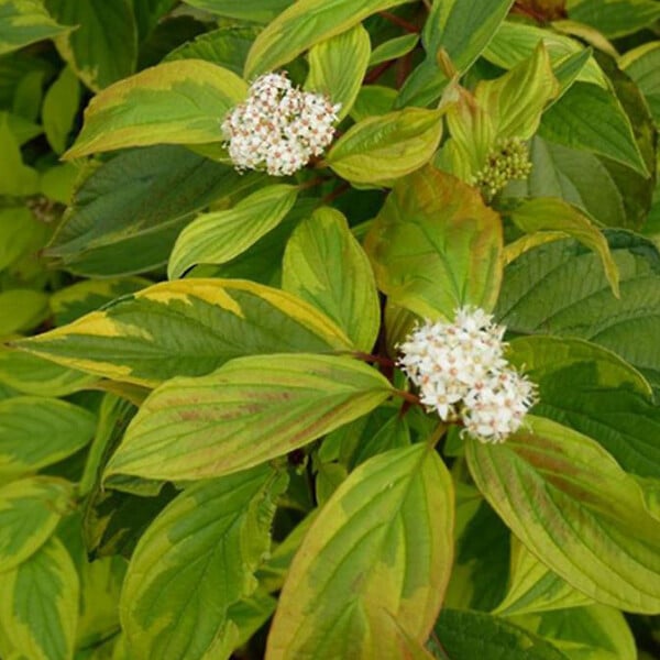 ARBORIX - 2 x Cornouiller blanc 'Gouchaultii' - Cornus Alba 'Gouchaultii'  - 60-80 cm pot - large