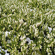 ARBORIX - 2 x Bruyère des neiges Blanc - Erica Darleyensis Wit  - 10-12 cm pot - vignette