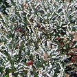 ARBORIX - 2 x Bruyère des neiges Blanc - Erica Darleyensis Wit  - 10-12 cm pot - vignette