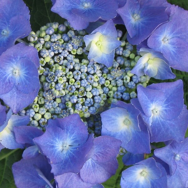 ARBORIX - Hortensia 'Teller Blue' - Hydrangea 'Teller Blue'  - 40-60 cm pot - large