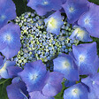 ARBORIX - Hortensia 'Teller Blue' - Hydrangea 'Teller Blue'  - 40-60 cm pot - vignette