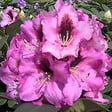 ARBORIX - Rhododendron 'Kokardia' - Rhododendron 'Kokardia'  - 40-50 cm pot - vignette