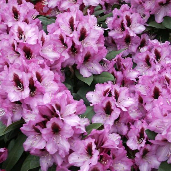 ARBORIX - Rhododendron 'Kokardia' - Rhododendron 'Kokardia'  - 40-50 cm pot - large