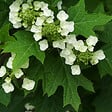 ARBORIX - 2 x Hortensia à feuilles de chêne - Hydrangea Quercifolia  - 30-40 cm pot - vignette