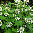 ARBORIX - 2 x Hortensia à feuilles de chêne - Hydrangea Quercifolia  - 30-40 cm pot - vignette