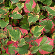 ARBORIX - 6 x Houttuynia cordata 'Chameleon' - Houttuynia cordata 'Chameleon'  - godet 9cm x 9cm - vignette