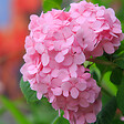 ARBORIX - 2 x Hortensia 'Bouquet Rose' - Hydrangea macrophylla 'Bouquet Rose'  - 25-30 cm pot - vignette