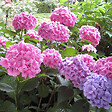 ARBORIX - 2 x Hortensia 'Bouquet Rose' - Hydrangea macrophylla 'Bouquet Rose'  - 25-30 cm pot - vignette