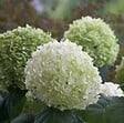 ARBORIX - Hortensia de Virginie 'Incrediball'® - Hydrangea 'Incrediball Strong'  - 40-50 cm pot - vignette