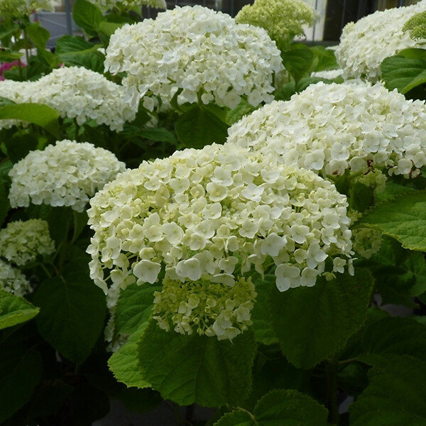 ARBORIX - Hortensia de Virginie 'Incrediball'® - Hydrangea 'Incrediball Strong'  - 40-50 cm pot - large