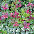 ARBORIX - 2 x Chèvrefeuille à feuilles de buis 'Red Tips' - Lonicera nitida 'Red Tips'  - 20-25 cm pot - vignette