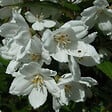 ARBORIX - 2 x Deutzie rosea 'Campanulata' - Deutzia rosea 'Campanulata'  - 40-60 cm pot - vignette