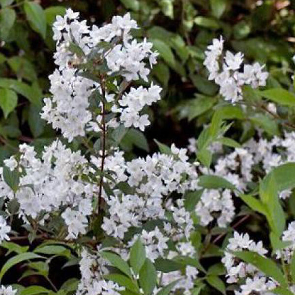 ARBORIX - 2 x Deutzie rosea 'Campanulata' - Deutzia rosea 'Campanulata'  - 40-60 cm pot - large