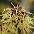 ARBORIX - Noisetier de sorcière 'Pallida' - Hamamelis Intermedia 'Pallida'  - 40-60 cm pot - vignette