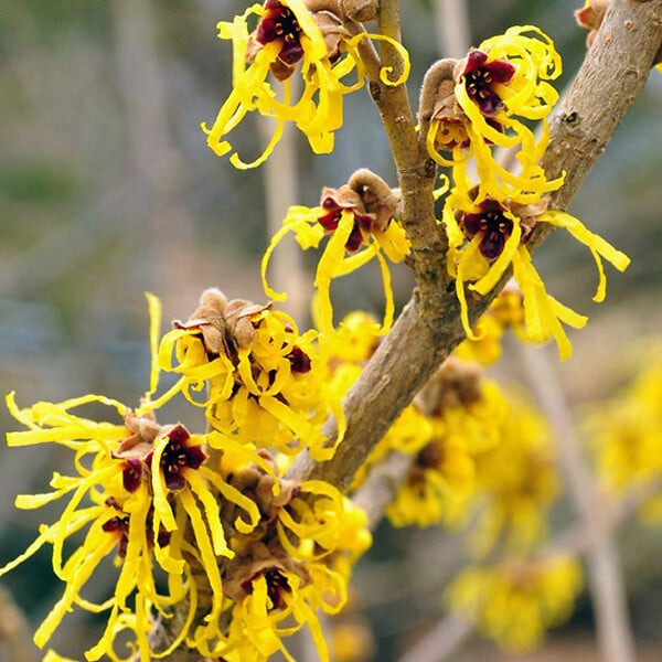 ARBORIX - Noisetier de sorcière 'Pallida' - Hamamelis Intermedia 'Pallida'  - 40-60 cm pot - large