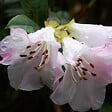 ARBORIX - 2 x Rhododendron 'Clipinense' - Rhododendron 'Cilpinense'  - 20-30 cm pot - vignette