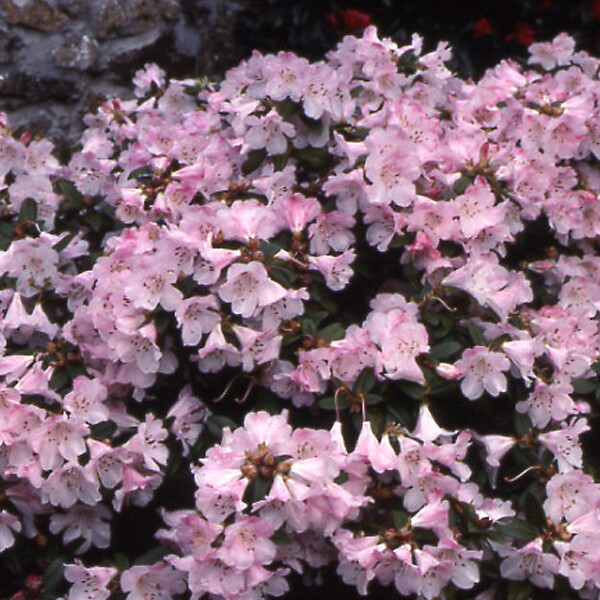 ARBORIX - 2 x Rhododendron 'Clipinense' - Rhododendron 'Cilpinense'  - 20-30 cm pot - large