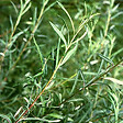 ARBORIX - 2 x Saule à feuilles d'argousier 'Angustifolia' - Salix Elaeagnos 'Angustifolia'  - 50-60 cm pot - vignette