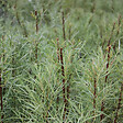 ARBORIX - 2 x Saule à feuilles d'argousier 'Angustifolia' - Salix Elaeagnos 'Angustifolia'  - 50-60 cm pot - vignette