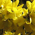ARBORIX - 2 x Mimosa de Paris 'Spectabilis' - Forsythia Intermedia 'Spectabilis'  - 50-60 cm pot - vignette