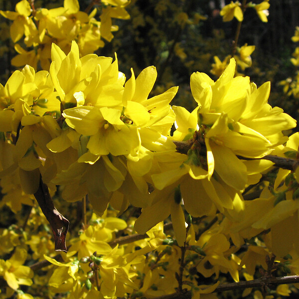 ARBORIX - 2 x Mimosa de Paris 'Spectabilis' - Forsythia Intermedia 'Spectabilis'  - 50-60 cm pot - large
