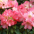 ARBORIX - Rhododendron 'Surrey Heath' - Rhododendron 'Surrey Heath'  - 25-30 cm pot - vignette