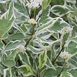 ARBORIX - 2 x Cornouiller blanc 'Elegantissima' - Cornus Alba 'Elegantissima'  - 60-80 cm pot - vignette