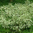 ARBORIX - 2 x Cornouiller blanc 'Elegantissima' - Cornus Alba 'Elegantissima'  - 60-80 cm pot - vignette