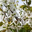 ARBORIX - Amélanchier 'Ballerina' - Amelanchier 'Ballerina'  - 60-80 cm pot - vignette