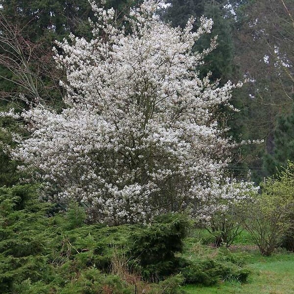 ARBORIX - Amélanchier 'Ballerina' - Amelanchier 'Ballerina'  - 60-80 cm pot - large