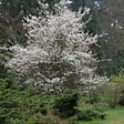 ARBORIX - Amélanchier 'Ballerina' - Amelanchier 'Ballerina'  - 60-80 cm pot - vignette